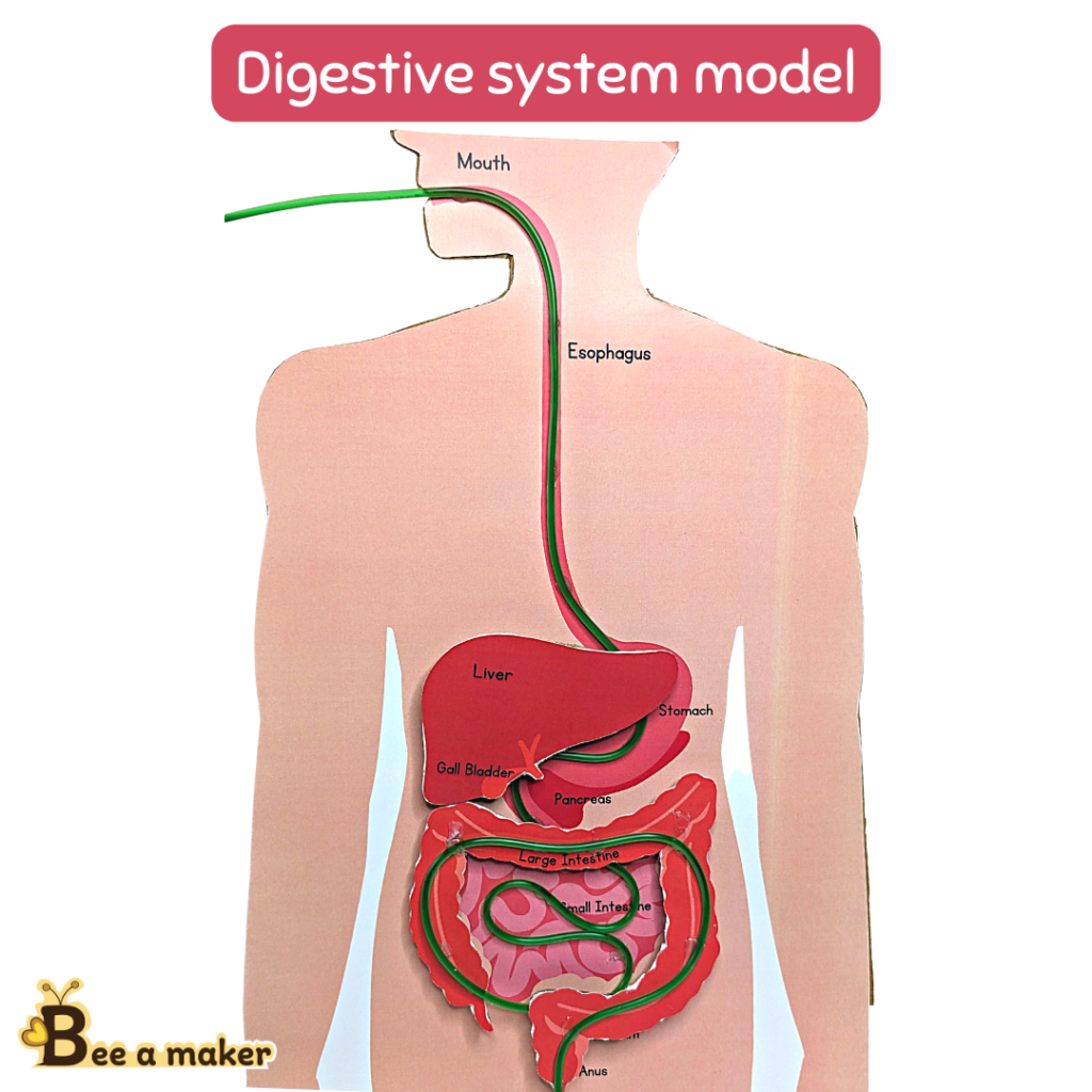Digestive system model printable pdf - bee.a.maker